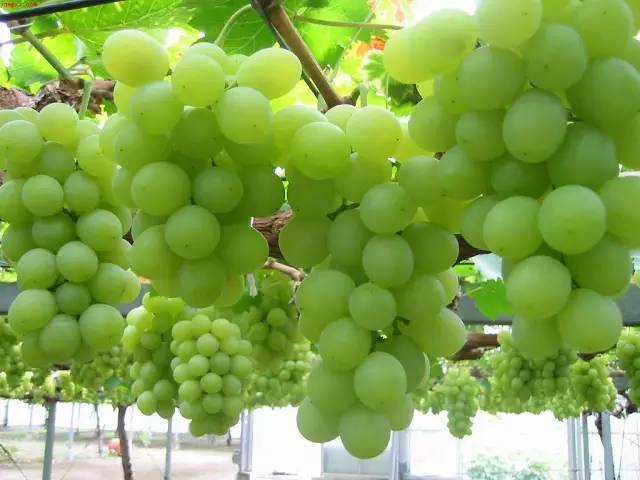 /UpFile/2015/11/13/201511130014175Cb5Wg.jpg